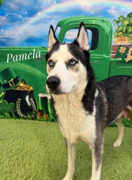 Husky Dogs Available for Adoption - Pamela | PetCurious