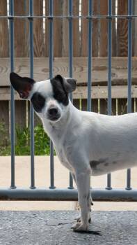 Eddie -  Chihuahua Dog for Adoption in Benson, Arizona - Eddie | PetCurious