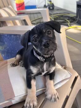 Rescue Pug Dogs for Adoption in Santa Barbara, California - Pugsley Adams - Puppy - Located In Sacromento | PetCurious