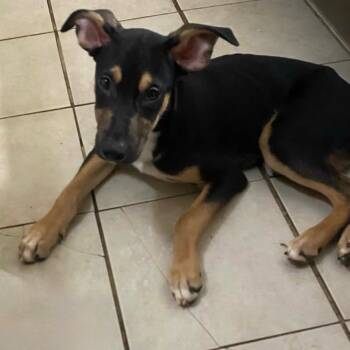Totopo -  German Shepherd Dog and Mixed Breed Dog for Adoption in Denver, Colorado - Totopo | PetCurious