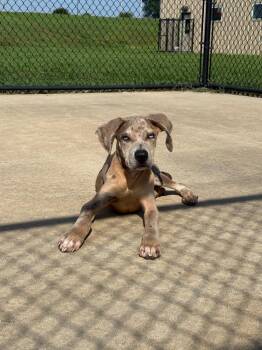 IceMan -  Catahoula Leopard Dog Dog for Adoption in Columbia, Illinois - IceMan | PetCurious