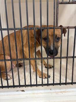 TALLULAH -  Pit Bull Terrier Dog for Adoption - TALLULAH | PetCurious