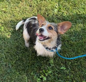Josie -  Wirehaired Terrier and Jack Russell Terrier Dog for Adoption in Tiffin, Ohio - Josie | PetCurious