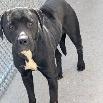 Apple Blossom -  Pit Bull Terrier Dog for Adoption in Columbia, Missouri - Apple Blossom | PetCurious