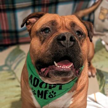 Rescue American Bulldog Dogs for Adoption in Ferndale, Washington - Chunky Thunderpants | PetCurious