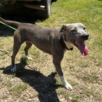 Terrier and Mixed Breed Dogs Available for Adoption in Hackett, Arkansas - Sadie | PetCurious