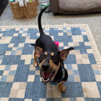 Dachshund Dogs Available for Adoption in Falls Church, Virginia - Pebbles | PetCurious