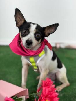 Tito-One of our Amazing Rescue Dogs -  Rat Terrier and Chihuahua Dog for Adoption in Carlsbad, California - Tito-One Of Our Amazing Rescue Dogs | PetCurious