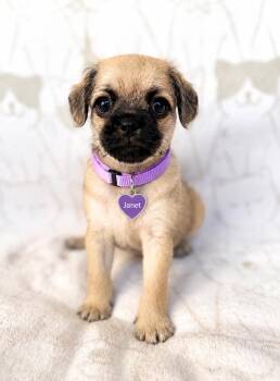 Janet -  Pug and Miniature Poodle Dog for Adoption in Newport Beach, California - Janet | PetCurious