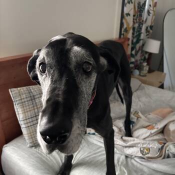 Rescue Great Dane Dogs for Adoption in New Orleans, Louisiana - Jade | PetCurious