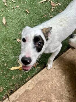 Pirate -  Jack Russell Terrier Dog for Adoption in Ball Ground, Georgia - Pirate | PetCurious