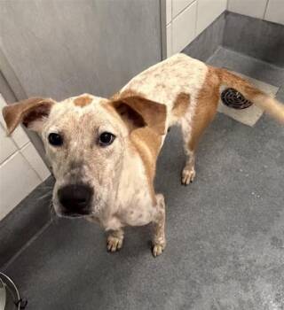 Australian Cattle Dog Blue Heeler Dogs Available for Adoption in San Antonio, Texas - MAVERICK | PetCurious