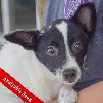 Rescue Papillon and Corgi Dogs for Adoption in Huntley, Illinois - Thelma | PetCurious