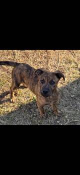 Pit Bull Terrier Dogs Available for Adoption in Zimmerman, Minnesota - Jim | PetCurious