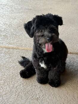 Spidey Crew - Ned -  Yorkie Poo Dog for Adoption in Phoenix, Arizona - Spidey Crew - Ned | PetCurious