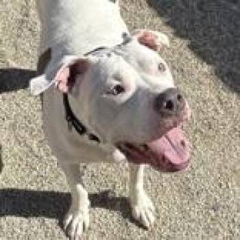 Cuatro Michael -  Pit Bull Terrier Dog for Adoption in Hilliard, Ohio - Cuatro Michael | PetCurious
