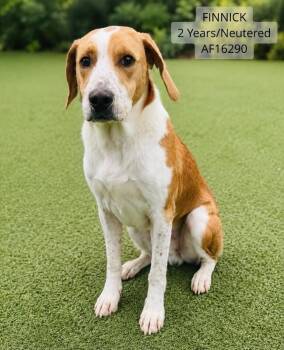Finnick -  Treeing Walker Coonhound Dog for Adoption - Finnick | PetCurious