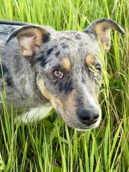 Rescue Catahoula Leopard Dog Dogs for Adoption in Lee