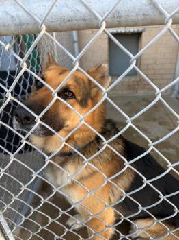 German Shepherd Dog Dogs Available for Adoption in Gallatin, Tennessee - Delow | PetCurious