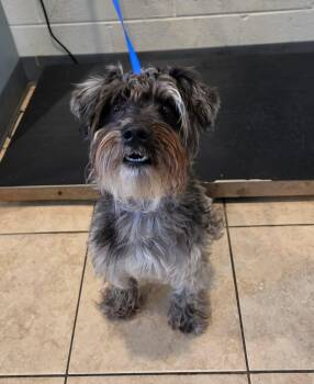 Brownie -  Schnauzer and Mixed Breed Dog for Adoption in Sparta, Wisconsin - Brownie | PetCurious