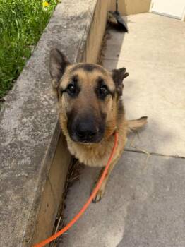 German Shepherd Dog Dogs Available for Adoption in Suamico, Wisconsin - Thunder | PetCurious