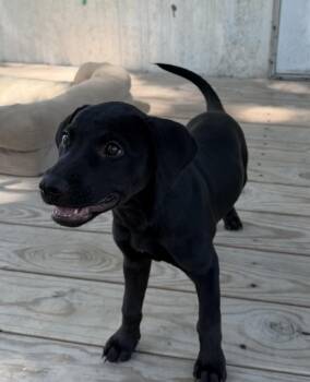 Missy -  Labrador Retriever Dog for Adoption in Horn Lake, Mississippi - Missy | PetCurious