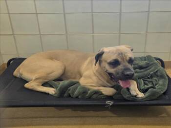 Mastiff Dogs Available for Adoption in Derwood, Maryland - SHRIMP TACO | PetCurious