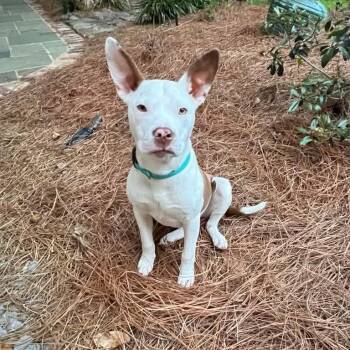 Boston Terrier and Pit Bull Terrier Dogs Available for Adoption in Glocester, Rhode Island - Tiffany | PetCurious