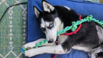 Sheera -  Husky Dog for Adoption in New York, New York - Sheera | PetCurious