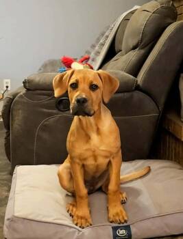 Patricia -  Hound and Great Dane Dog for Adoption in Wolcott, Connecticut - Patricia | PetCurious
