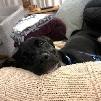 Mixed Breed Dogs Available for Adoption - Ink | PetCurious