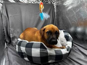 A121901 -  Labrador Retriever and Mixed Breed Dog for Adoption in Grovetown, Georgia - A121901 | PetCurious