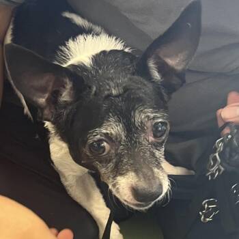 Shmino -  Mixed Breed Dog for Adoption in Philadelphia, Pennsylvania - Shmino | PetCurious