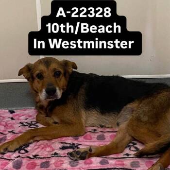 WAGS-Stray-22328 -  German Shepherd Dog Dog for Adoption in Westminster, California - WAGS-Stray-22328 | PetCurious
