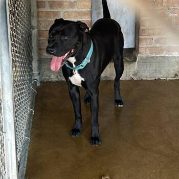 Cody -  Pit Bull Terrier Dog for Adoption in Northbrook, Illinois - Cody | PetCurious