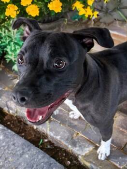 Rescue Mixed Breed Dogs for Adoption in Tunica, Mississippi - Micky D | PetCurious