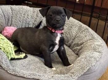 Zinnia -  Jack Russell Terrier Dog Available for Adoption in Elmwood Park, Wisconsin - Zinnia | PetCurious