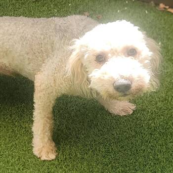 Brandi -  Labrador Retriever and Poodle Dog for Adoption in Loxahatchee Groves, Florida - Brandi | PetCurious
