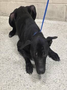 Labrador Retriever and Mixed Breed Dogs Available for Adoption in Conroe, Texas - A428497 | PetCurious