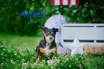 Rescue Mixed Breed Dogs for Adoption in Topeka, Kansas - Alfred | PetCurious