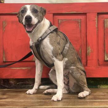 Tova -  Cattle Dog Dog for Adoption in Midland, Texas - Tova | PetCurious