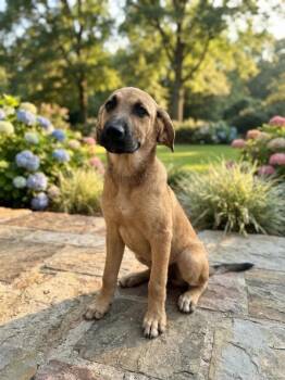 Reba -  Mixed Breed Dog for Adoption in Groveland, Massachusetts - Reba | PetCurious