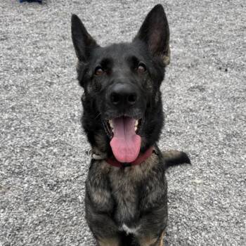 Mixed Breed Dogs Available for Adoption in Asheville, North Carolina - Sage | PetCurious