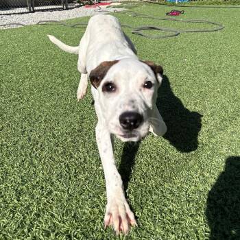 Mixed Breed Dogs Available for Adoption in Batavia, Ohio - Toast | PetCurious