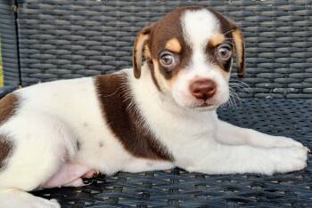 Stacy -  Chihuahua Dog for Adoption in Humble, Texas - Stacy | PetCurious