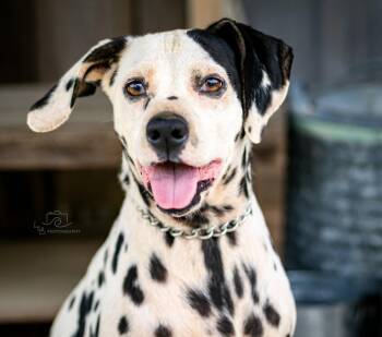 NOELLE -  Dalmatian Dog for Adoption in Franklin, Tennessee - NOELLE | PetCurious