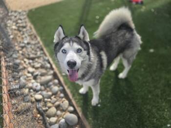 Rescue Siberian Husky Dogs for Adoption in Antioch, California - ORION | PetCurious