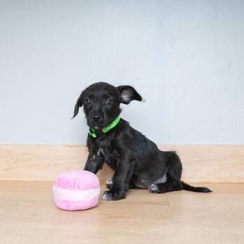 Relish D69877 -  Dachshund and Terrier Dog for Adoption in Minnetonka, Minnesota - Relish D69877 | PetCurious
