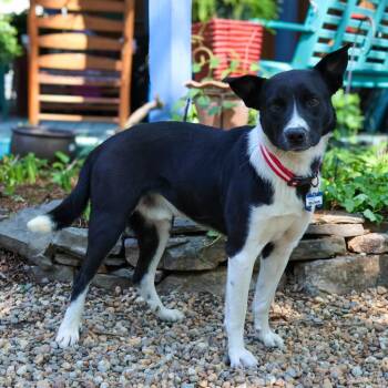 Labrador Retriever Dogs Available for Adoption in Wake Forest, North Carolina - Bellman | PetCurious