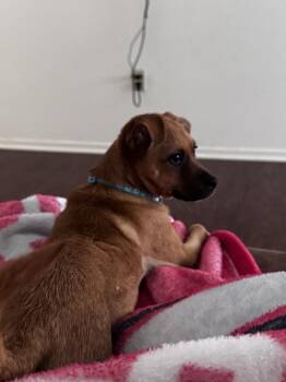 Boxer Dogs Available for Adoption in Clovis, New Mexico - Woody | PetCurious